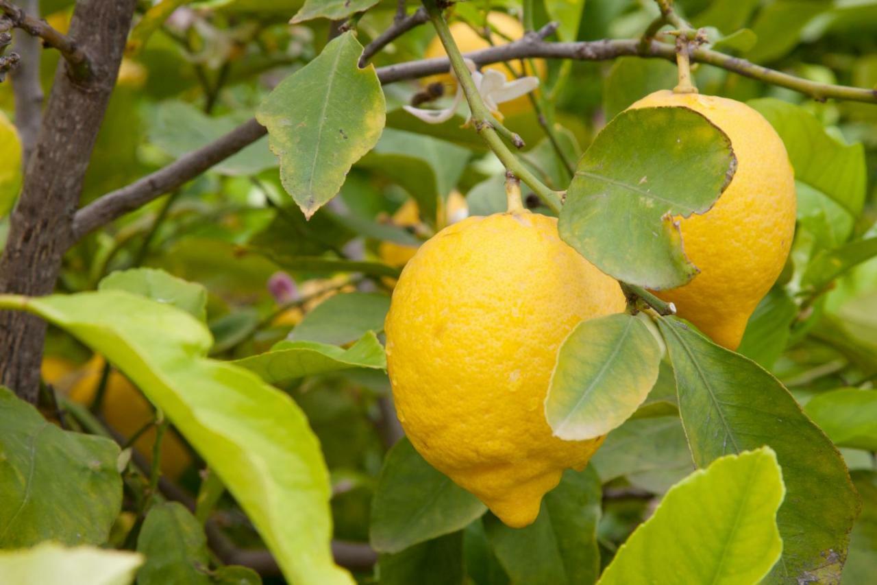 Апартаменты The Lemon Tree House Скалея Экстерьер фото